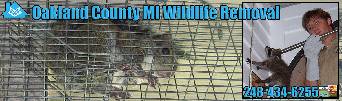 Oakland County Wildlife and Animal Removal